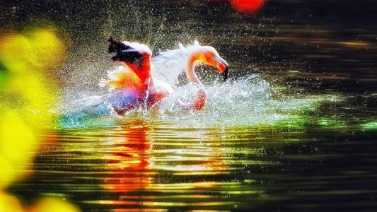 火烈鸟在水中播放