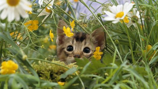 一只小猫看着花儿