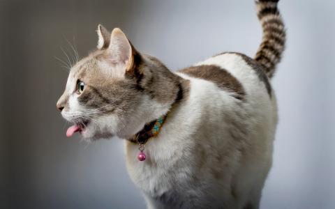 与舌头的滑稽美丽的猫