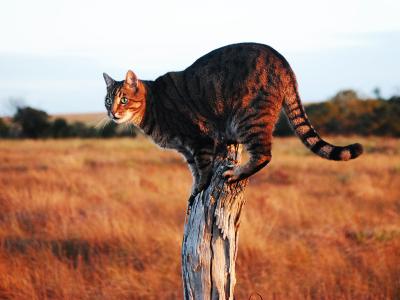 美丽的大草原的猫