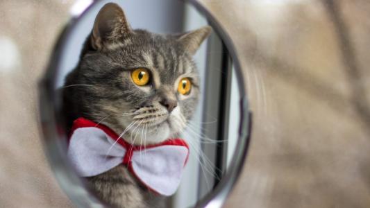 时尚的猫照镜子