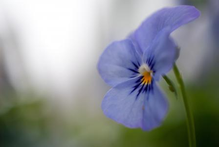 三色堇蓝色的花