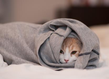 猫躲在衣服里