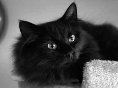 蓬松的美丽的黑猫