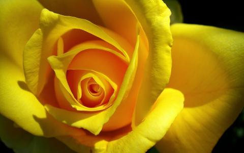 原始的黄玫瑰