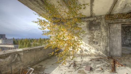 在Pripyat的大厦里面的树