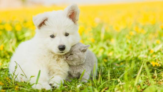 蓬松的白色小狗坐在草地上的灰色小猫