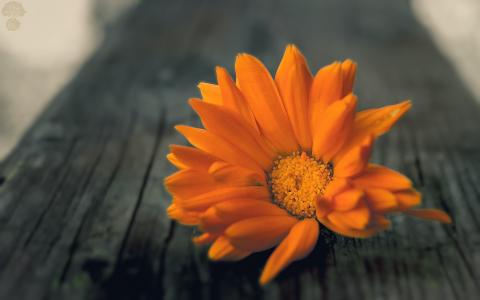 在一个木板上的橙色花