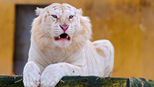 一只美丽的白老虎很生气