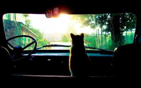 猫看着汽车的挡风玻璃
