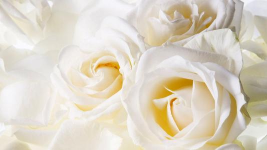 白玫瑰作为3月8日的礼物，特写镜头