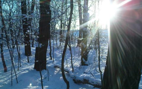 一个阳光灿烂的日子在森林里