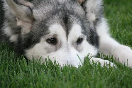 阿拉斯加雪橇犬悲伤地躺在草地上