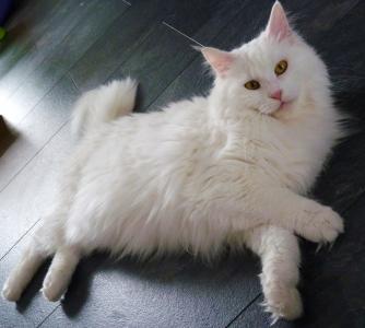 白色的猫缅因浣熊摊开在地板上