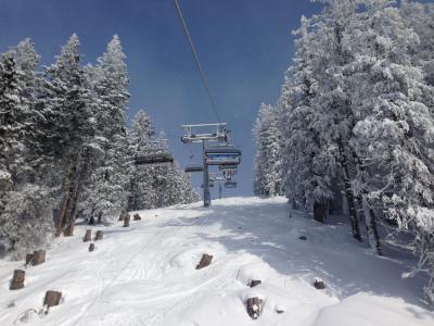 在萨尔巴赫辛特格兰滑雪胜地，奥地利的积雪的树