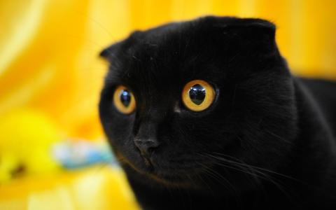 黑色折叠的猫