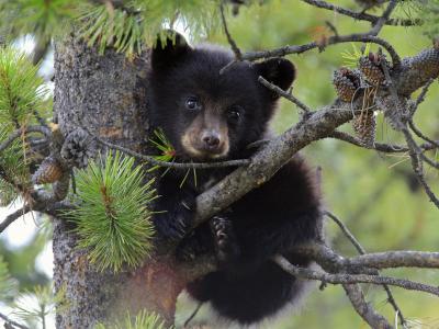 泰迪熊坐在一棵树上