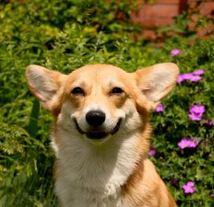 微笑的威尔士柯基犬