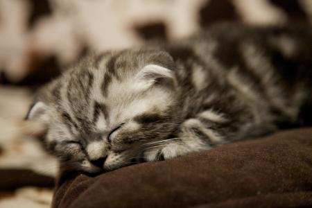 一只非常小的苏格兰垂耳猫睡觉