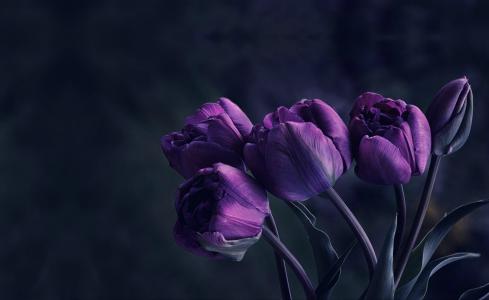 美丽的淡紫色郁金香花束