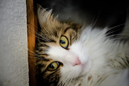 绿眼睛的美丽的猫躺在墙上