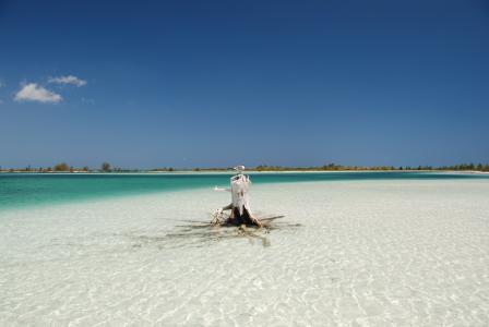 一棵树的根在海滩在古巴的Cayo缓慢的手段