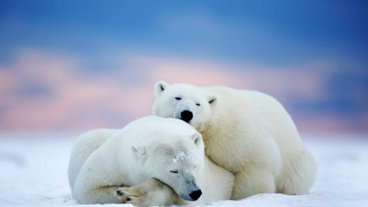 一对极地北极熊