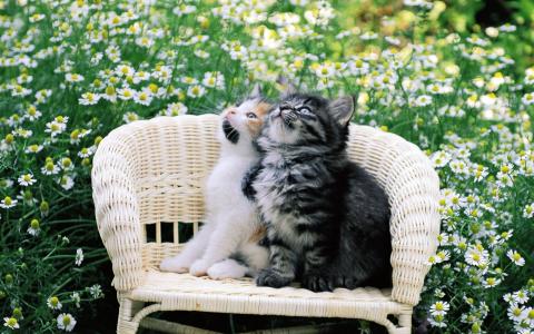 在花椅子上的小猫