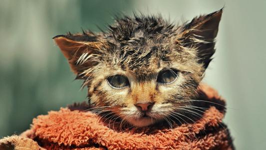 小猫沐浴后