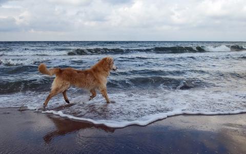 在海上的狗