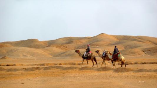 乘坐骆驼在埃及的El Quseir度假村