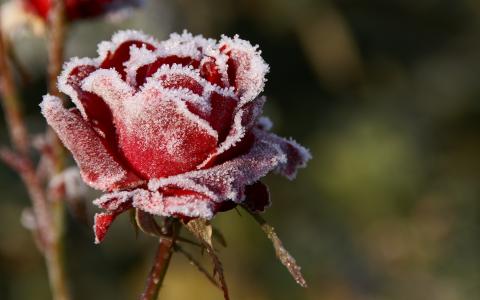 在雪中的玫瑰