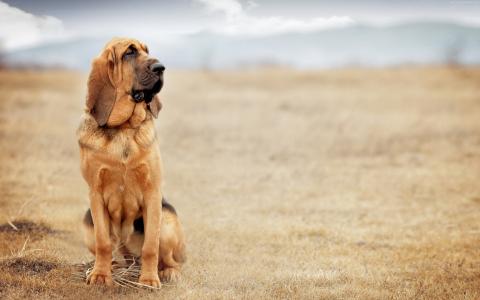 猎狗犬的一只伤心的狗坐在干草地上