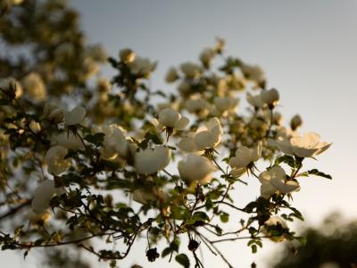 一棵苹果树的花在春天太阳下的