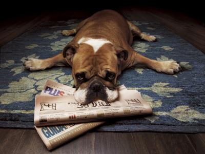 牛头犬阅读报纸
