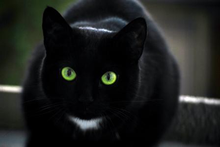 绿眼睛的孟买猫