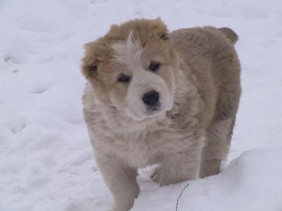 高加索牧羊犬在雪地里玩