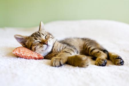 灰色的小猫睡在一个小枕头上