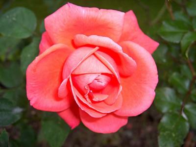美丽的轻轻粉红玫瑰