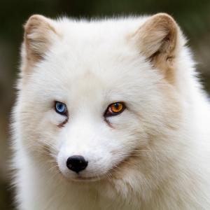 与不同的颜色的眼睛的美丽的北极狐狸