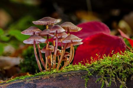 小蘑菇生长在覆盖着青苔的干树上