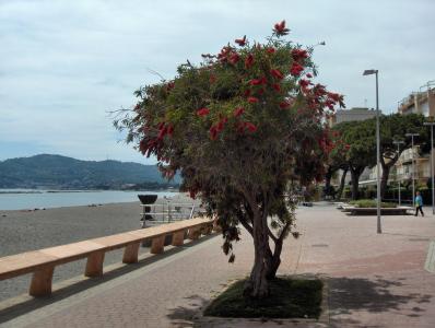 树在圣巴尔托洛梅奥阿尔马雷，意大利度假村的海滩上