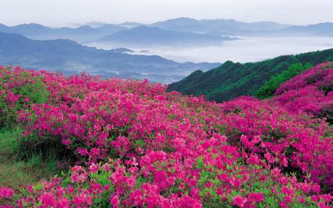 开花的粉红色花在山中