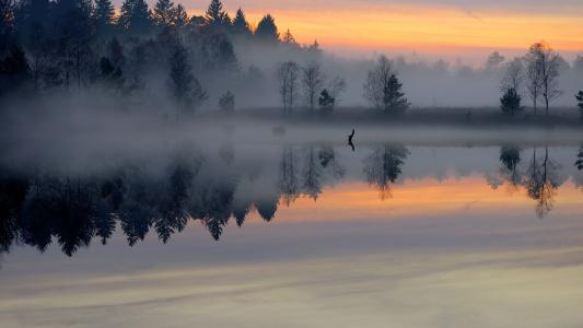 在一条小河上的密集的晨雾
