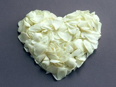 白色的花瓣在情人节2月14日的心脏