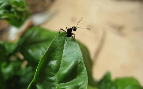 叶尖上的黑色蚂蚁