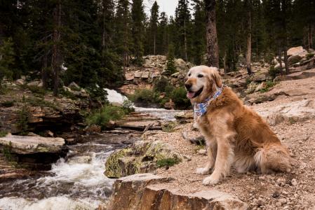 一条带着手绢的金毛猎犬坐在河边