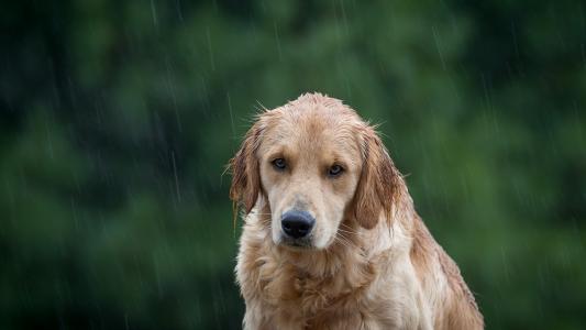 狗在雨下品种金毛猎犬