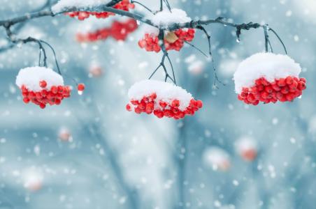 冬天，树枝上的山毛榉红色浆果被雪覆盖着