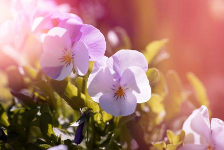 娇嫩的花朵在阳光下的紫罗兰